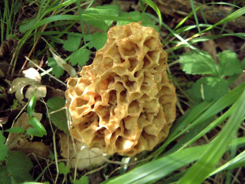 Unser Orchideenpark Bild Nr.105